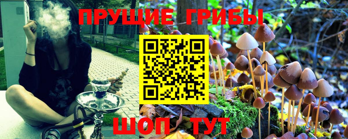 Галлюциногенные грибы Psilocybe Тулун